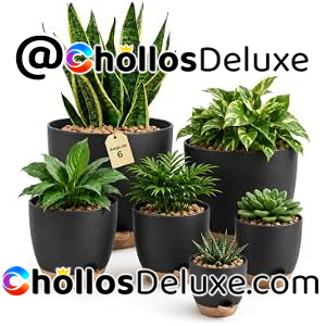6x Bamworld Macetas Autorriego 12,7-20,3cm